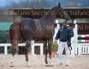 Appio Claudio Tosc Tour2013- S5 1595 : Appio Claudio, Arezzo, Cavalli d'Italia, Toscana Tour 2013, foto di Stefano Secchi ©